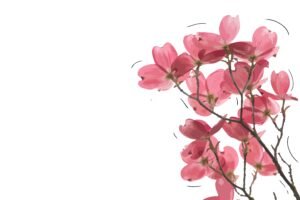 bhaus-empreendimentos-itu-casa-una-ilustracao-flores