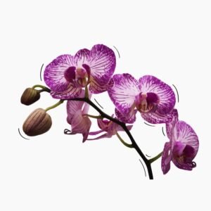 bhaus-empreendimentos-itu-casa-agra-ilustracao