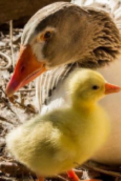 bhaus-melhores-condomínio-Is-fechados-em-itu-fauna-campos-de-santo-antonio-I